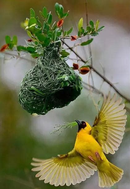 小鳥在家築巢|野鳥叫聲好滋擾？家中有野鳥築巢怎麼辦？漁護署教你。